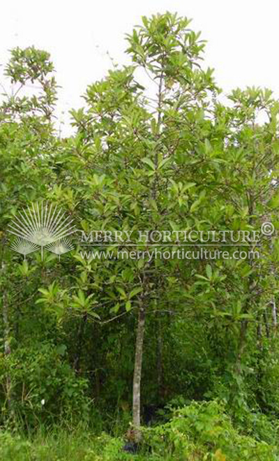 Ardisia elliptica